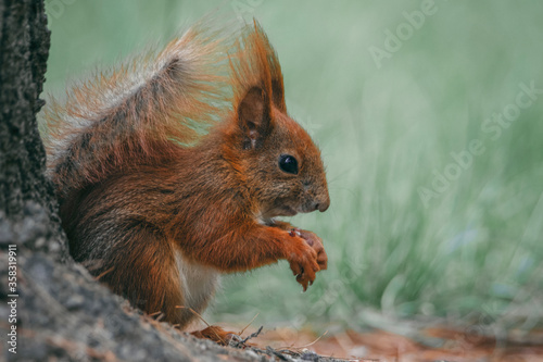squirrel eating nut © Anna Kuzkina