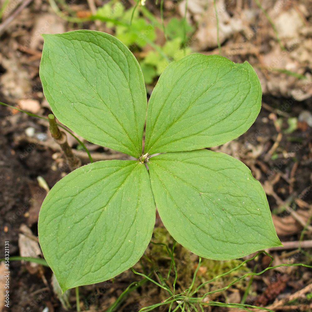 Fototapeta premium Black eye (lat. Páris), spring, Belarus.