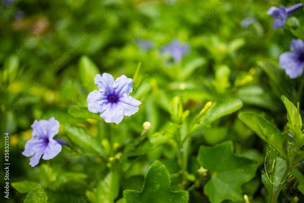 Many fresh blooming wild purple flowers on the field Many fresh blooming wild purple flowers on the field