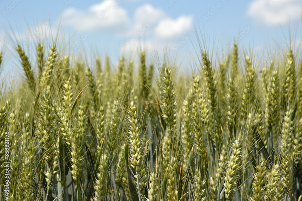 green wheat ears growing in the field with blue sky and white clouds in the background green wheat ears growing in the field with blue sky and white clouds in the background