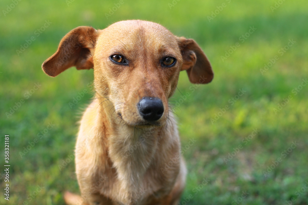 Beautiful red dachshund on nature plays on the green grass. A pet in the yard is looking for prey. The dog hunts for animals. Stock background