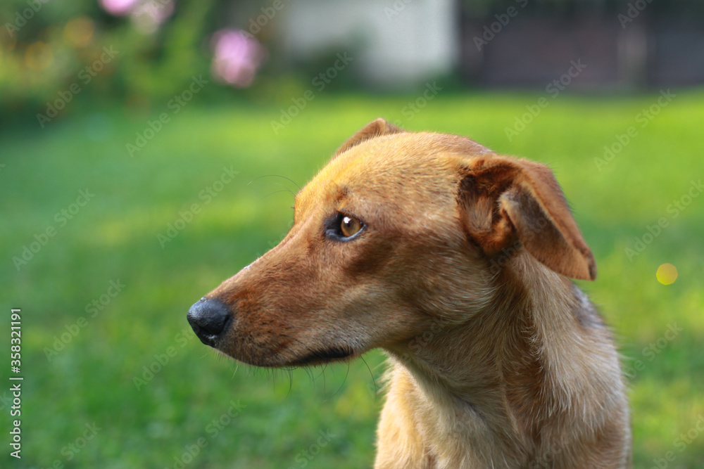 Beautiful red dachshund on nature plays on the green grass. A pet in the yard is looking for prey. The dog hunts for animals. Stock background Beautiful red dachshund on nature plays on the green grass. A pet in the yard is looking for prey. The dog hunts for animals. Stock background