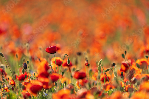 Poppies on a poppy field at sunset