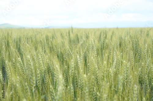 Field of golden grains