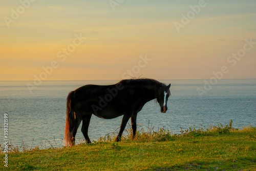 Horses silloete  agains a  sunset sky 