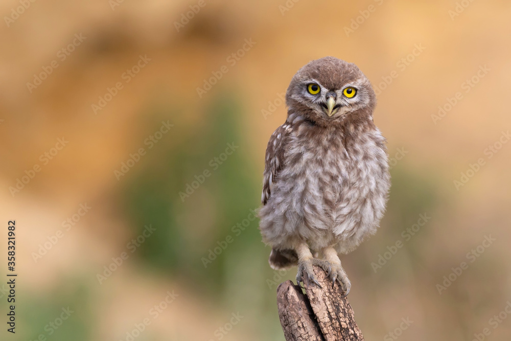 Curious Gaze: Close-Up Portrait of a Little Owl Chick