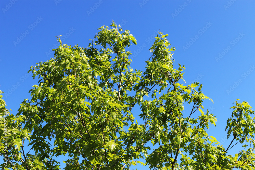 Green young spring leaves of leaf oak against a blue sky.