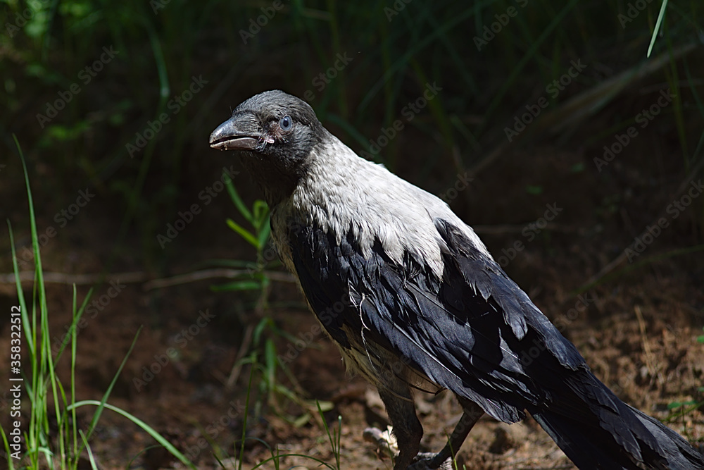 Obraz premium a young crow looks for food on the ground