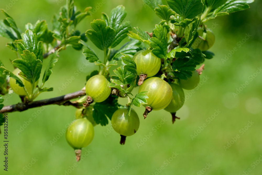 gooseberries on a branch a on bush in the garden close-up