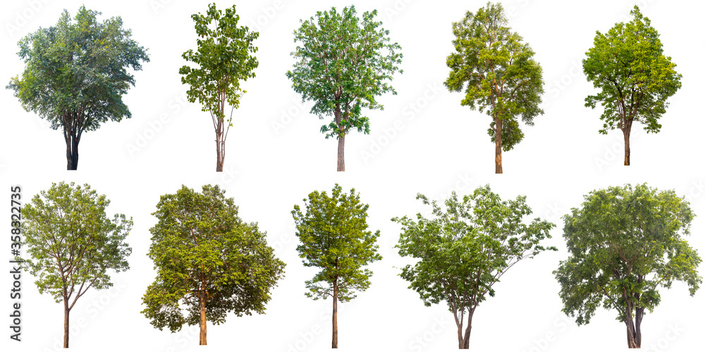 trees Isolated trees Isolated