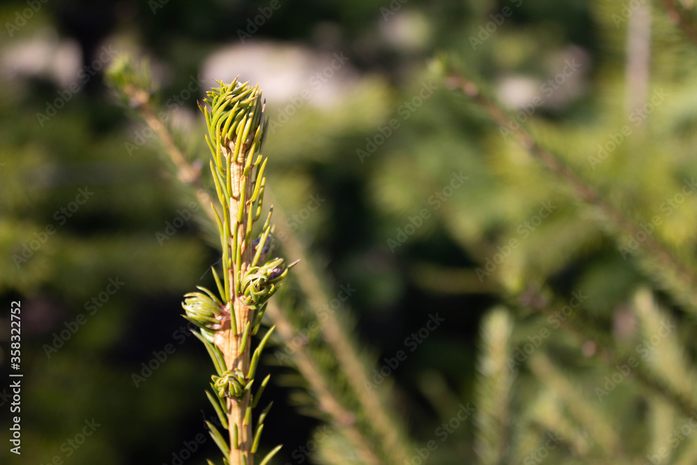 New pine shoot. P nus sib rica. Front view close up. New pine shoot. P nus sib rica. Front view close up.