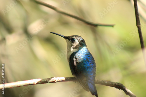 Cute Hummingbird Profile Photo