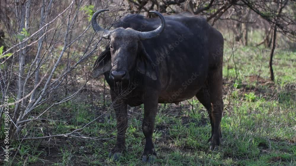 A buffalo portrayed during a safari in the Hluhluwe - imfolozi National Park in South africa A buffalo portrayed during a safari in the Hluhluwe - imfolozi National Park in South africa