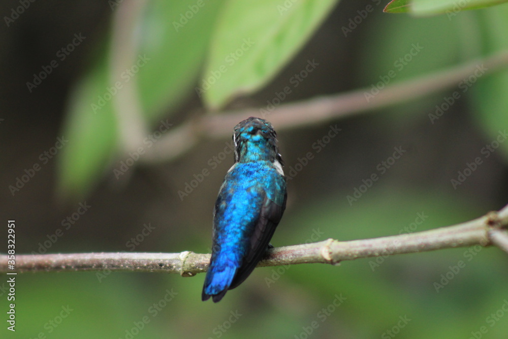 bee hummingbird resting on a branch bee hummingbird resting on a branch