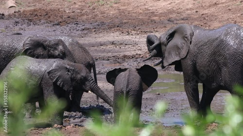A group of african elephants during a safari in the Hluhluwe - imfolozi National Park in South africa
