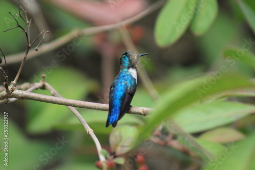 Bee hummingbird behind the branches