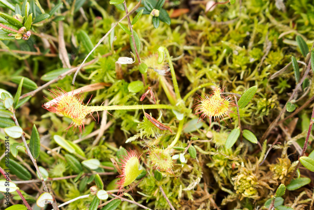 Fototapeta premium A small plant of a sundew predator (lat. Drósera) among moss in a swamp.