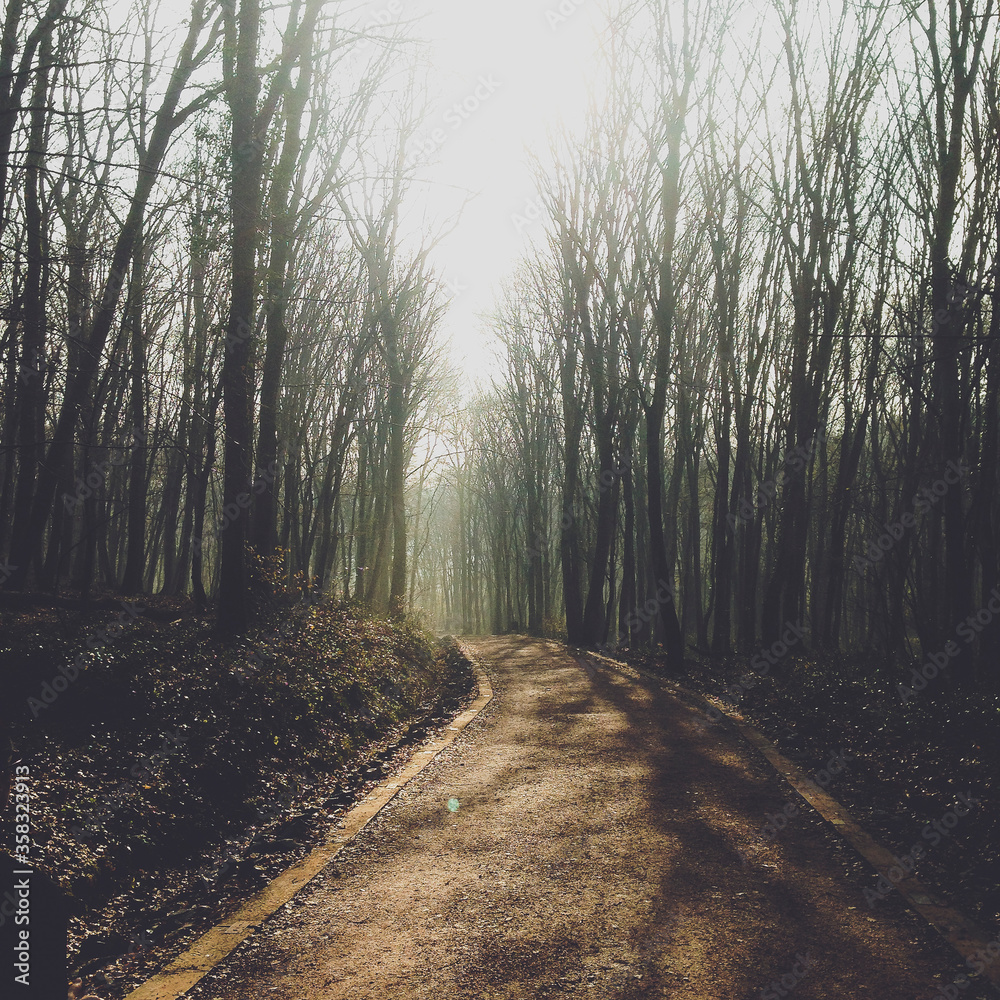 Fototapeta premium path in the forest at morning mist
