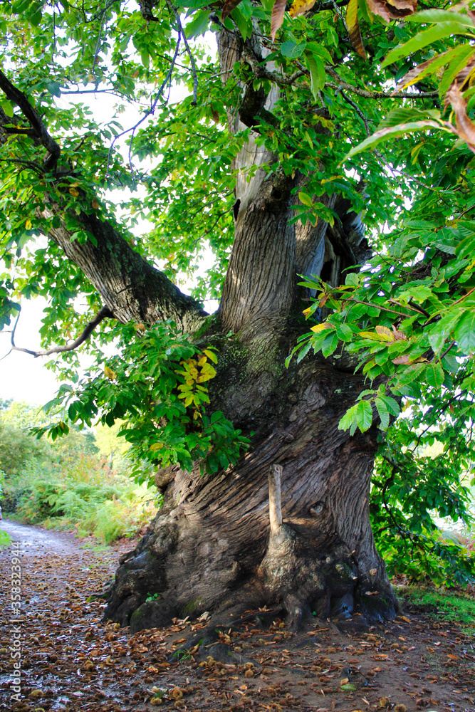 old oak tree in the forest old oak tree in the forest