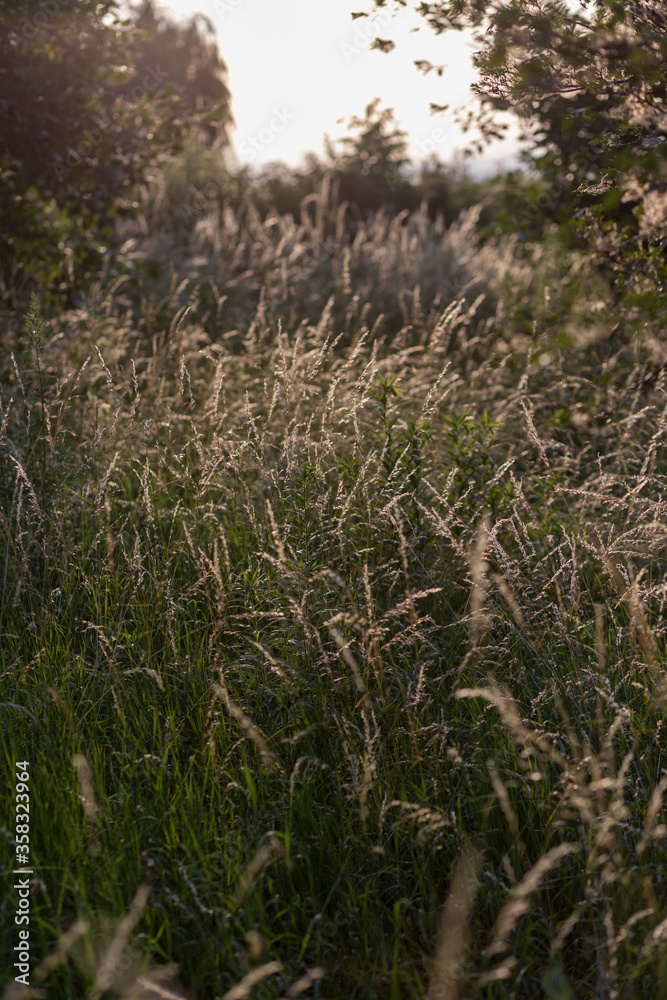 Fototapeta premium grass in the morning