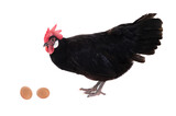 Black chicken looks at an egg. It is isolated on a white background.