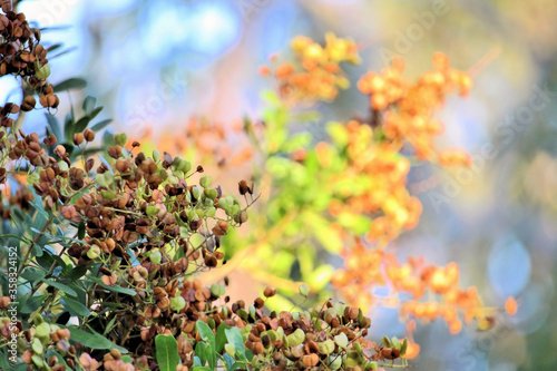 Soft focus of Hop Bush (Dodonaea viscosa) female, showing 'hops', South Australia © Wattlebird