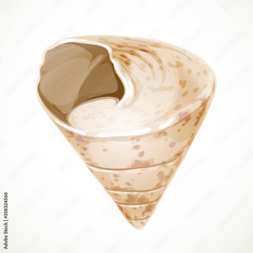 Realistic vector beige triangular gabled seashell isolated on white background Realistic vector beige triangular gabled seashell isolated on white background