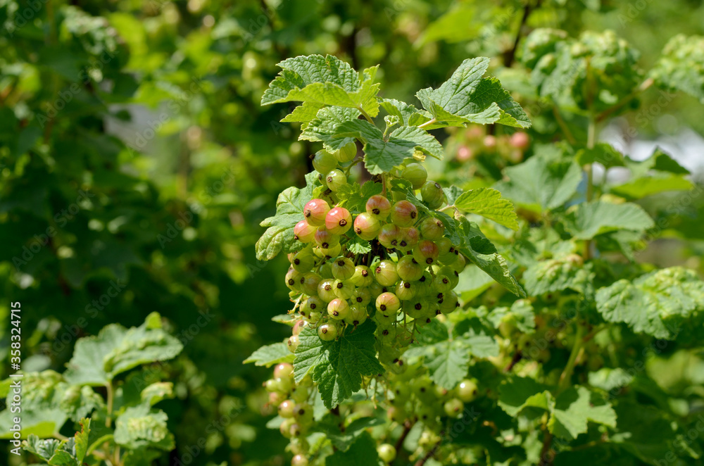 currant bush with unripe pink berries in the garden closeup currant bush with unripe pink berries in the garden closeup