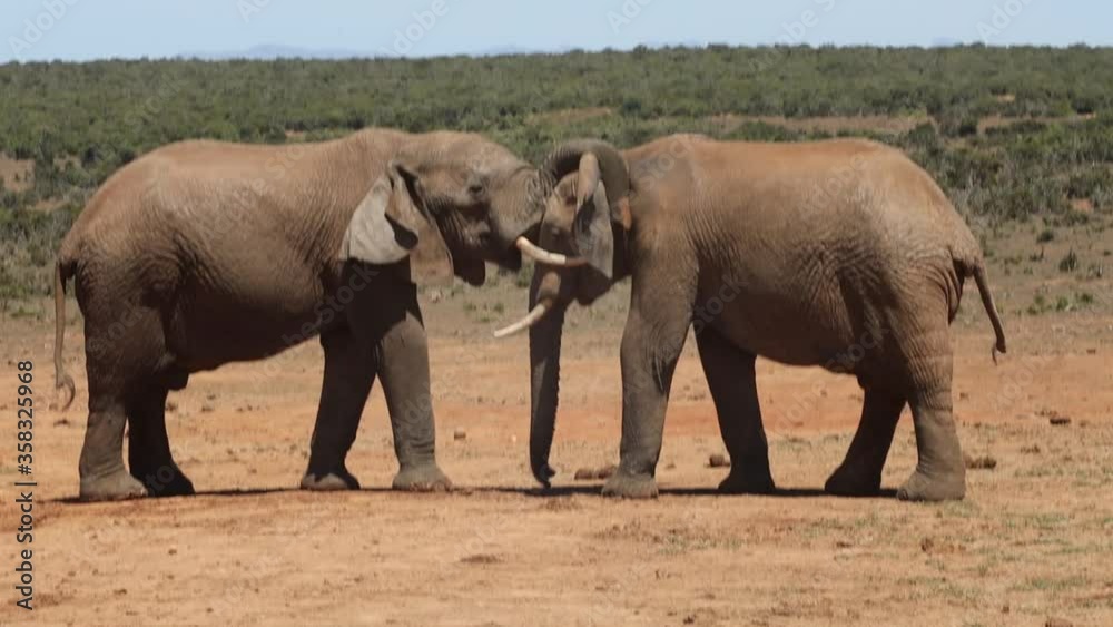 African elephants in the Addo Elephant National Park, near Port Elizabeth, South africa African elephants in the Addo Elephant National Park, near Port Elizabeth, South africa