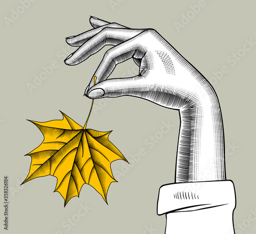 Color engraved vintage drawing of a female hands with a fallen maple leaf in fingers