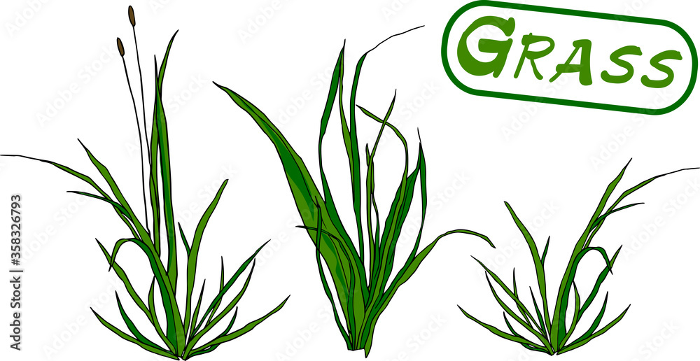 Fototapeta premium Grass is different design elements