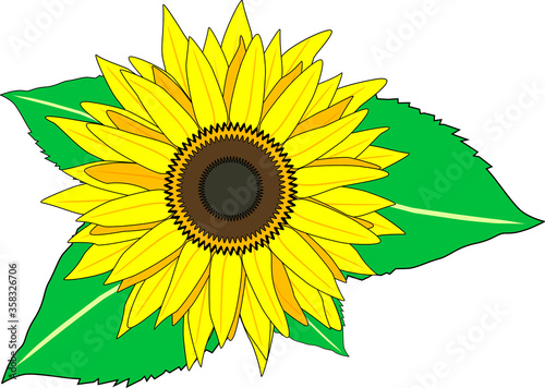 美しい１つのひまわりの花