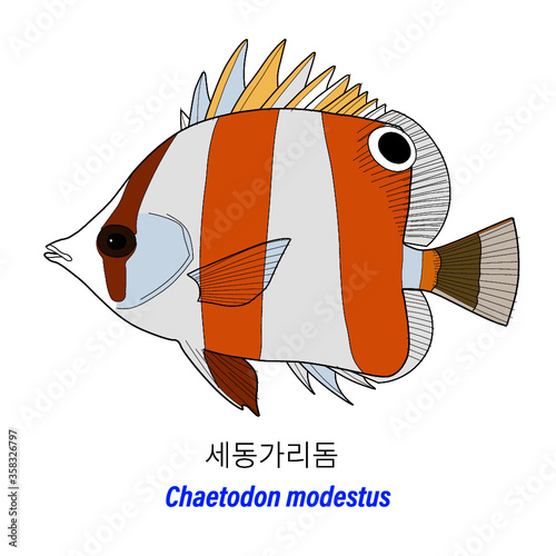Chaetodon modestus
