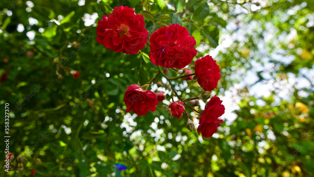 Red bush rose. Shrub roses in front of green leaves.
