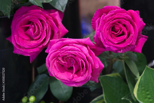 Beautiful picture of vivid  saturated  vibrance and colorful pink rose flowers in selective soft focus.