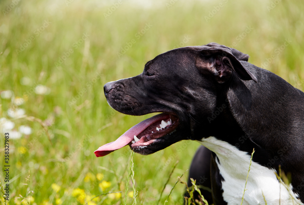 American pit bull terrier portrait in the green. American pit bull terrier portrait in the green.