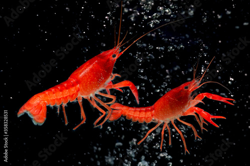 Wallpaper Mural Aquarium Red Lobster shrimp isolated on black Background Torontodigital.ca