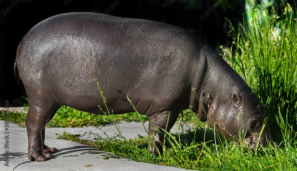 Pigmy hippopotamus eating grass on the lawn. Latin name - Hexaprotodon libiriensis Pigmy hippopotamus eating grass on the lawn. Latin name - Hexaprotodon libiriensis