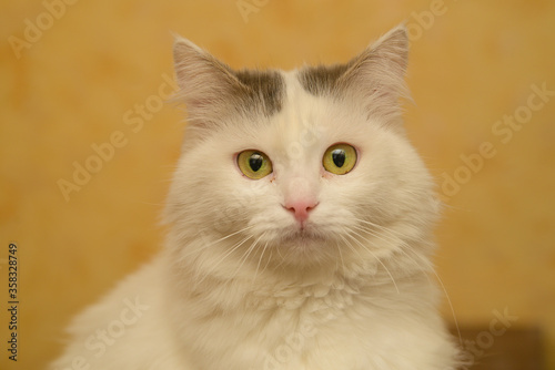 Portrait of a yellow-eyed cat of a light color cat on a yellow background at home © neuenberg
