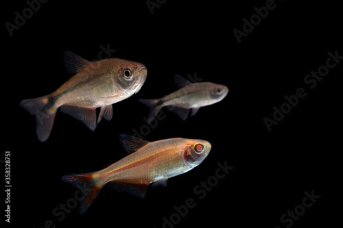 Buenos Aires tetra (Hyphessobrycon anisitsi) isolated on black 
