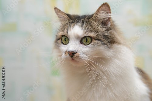 Fototapeta Naklejka Na Ścianę i Meble -  Portrait of a green-eyed cat, light-colored cat on a light background at home