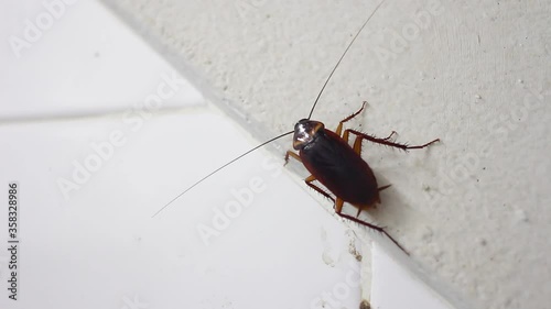  cockroach is walking in the house bathroom  photo