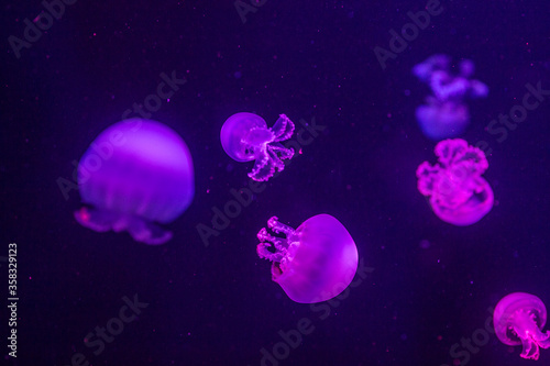 Delicious poisonous purple and raspberry jellyfish swim in clear water.