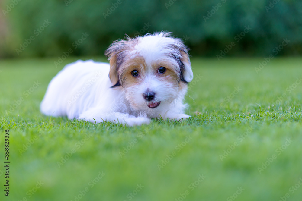 Adorable havanese maltese puppy backyard portrait Adorable havanese maltese puppy backyard portrait
