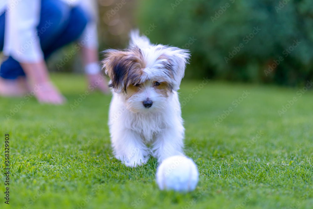 Cute puppy with ball running on green summer grass