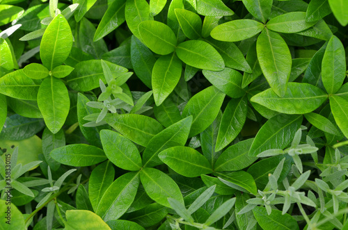 close up of green leaves leaves natural background