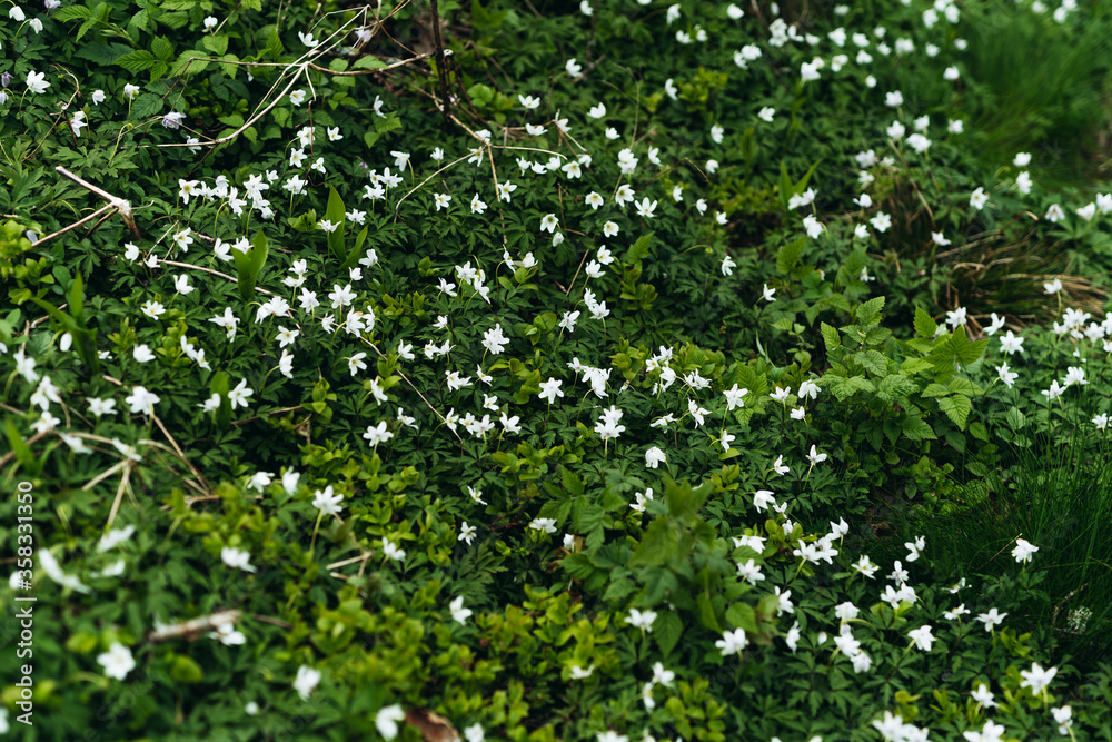White flowers White flowers