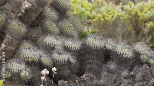 Rufous-collared sparrow in natural behavior, feeding and removing the excrement of its chicks, nest in the middle of cacti. Atacama desert, Chile photo