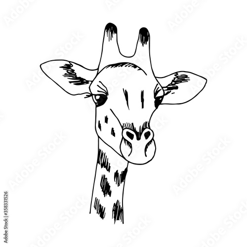 Hand-drawn vector illustration with black outline. Giraffe head isolated on a white background. Wild animals africa  nature  zoo. Safari. For t-shirt prints  sticker.