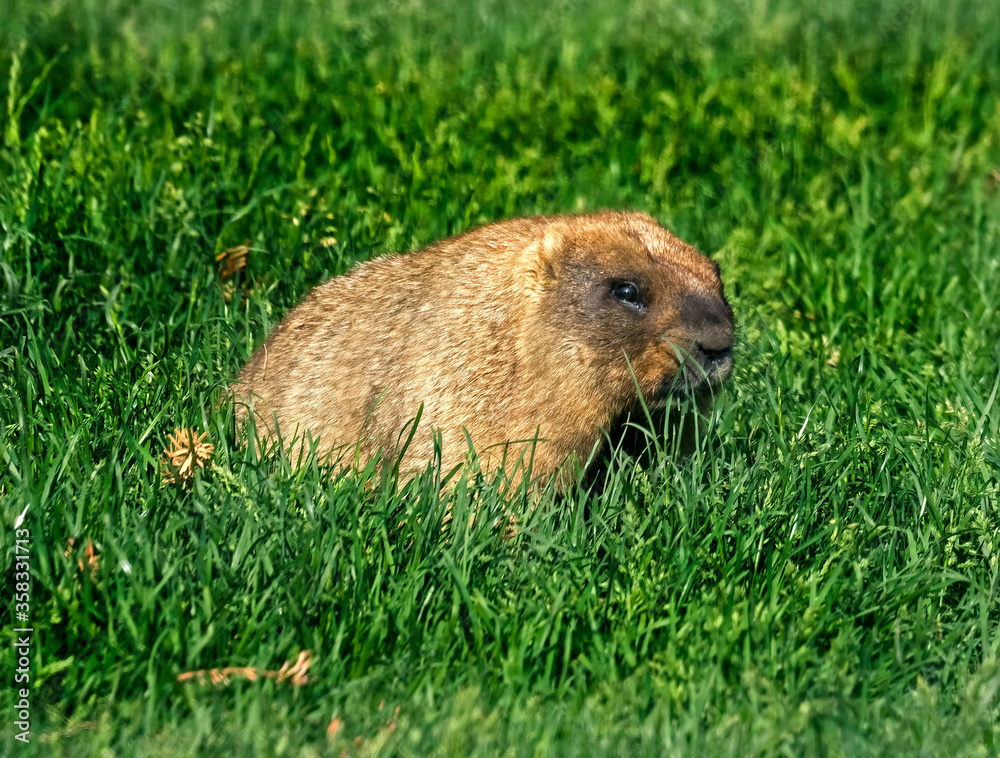Bobak marmot also known as steppe marmot. Latin name - Marmota bobak Bobak marmot also known as steppe marmot. Latin name - Marmota bobak